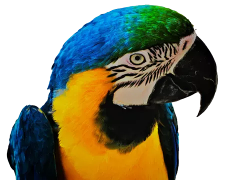 Vogel